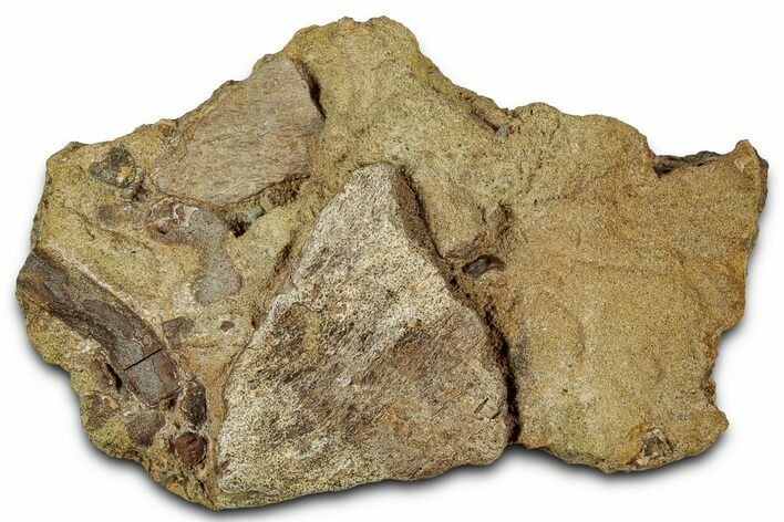 Fossil Dinosaur Bones and Tendon in Sandstone - Wyoming #330992